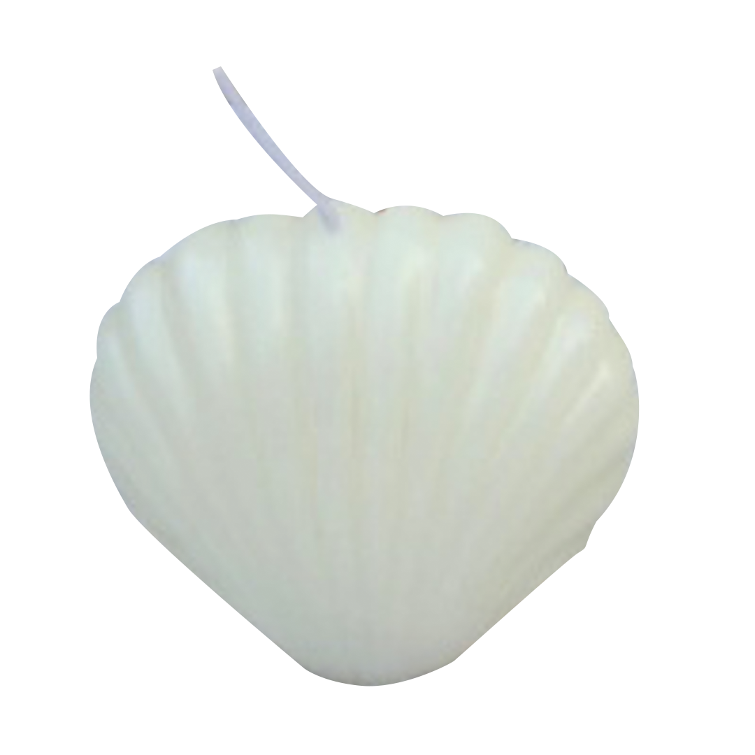 Shell Candle